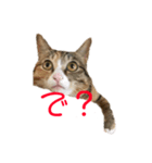 猫のはるちゃんのスタンプ（個別スタンプ：2）
