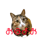 猫のはるちゃんのスタンプ（個別スタンプ：3）