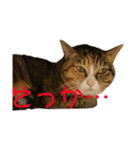 猫のはるちゃんのスタンプ（個別スタンプ：5）