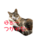 猫のはるちゃんのスタンプ（個別スタンプ：6）
