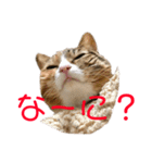 猫のはるちゃんのスタンプ（個別スタンプ：7）