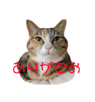 猫のはるちゃんのスタンプ（個別スタンプ：8）