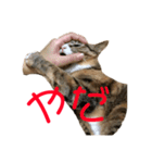 猫のはるちゃんのスタンプ（個別スタンプ：9）