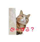 猫のはるちゃんのスタンプ（個別スタンプ：10）