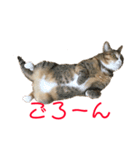 猫のはるちゃんのスタンプ（個別スタンプ：11）