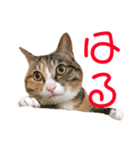 猫のはるちゃんのスタンプ（個別スタンプ：13）