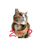猫のはるちゃんのスタンプ（個別スタンプ：14）