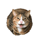 猫のはるちゃんのスタンプ（個別スタンプ：15）