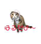 猫のはるちゃんのスタンプ（個別スタンプ：16）