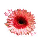 お花見とか（個別スタンプ：1）