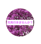 お花見とか（個別スタンプ：8）