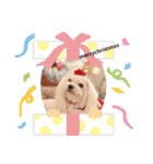 マルチーズきなこ（個別スタンプ：7）