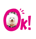 マルチーズきなこ（個別スタンプ：11）