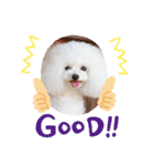 マルチーズきなこ（個別スタンプ：12）