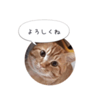 歳三といっしょに（個別スタンプ：1）