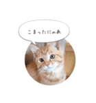 歳三といっしょに（個別スタンプ：3）