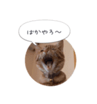 歳三といっしょに（個別スタンプ：13）