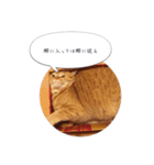 歳三といっしょに（個別スタンプ：21）