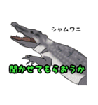 ワニ図鑑スタンプ（個別スタンプ：15）