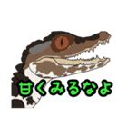 ワニ図鑑スタンプ（個別スタンプ：23）