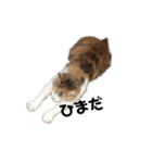 リアル三毛猫ちびの日常つぶやき（個別スタンプ：1）