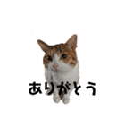 リアル三毛猫ちびの日常つぶやき（個別スタンプ：2）
