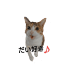 リアル三毛猫ちびの日常つぶやき（個別スタンプ：3）