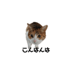 リアル三毛猫ちびの日常つぶやき（個別スタンプ：4）