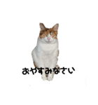 リアル三毛猫ちびの日常つぶやき（個別スタンプ：5）