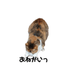 リアル三毛猫ちびの日常つぶやき（個別スタンプ：6）