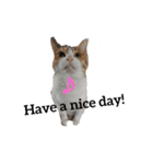 リアル三毛猫ちびの日常つぶやき（個別スタンプ：8）