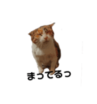 リアル三毛猫ちびの日常つぶやき（個別スタンプ：9）