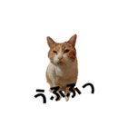 リアル三毛猫ちびの日常つぶやき（個別スタンプ：10）