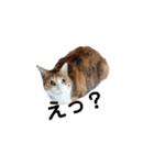 リアル三毛猫ちびの日常つぶやき（個別スタンプ：13）
