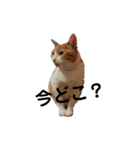 リアル三毛猫ちびの日常つぶやき（個別スタンプ：14）