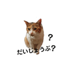 リアル三毛猫ちびの日常つぶやき（個別スタンプ：15）