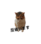 リアル三毛猫ちびの日常つぶやき（個別スタンプ：16）