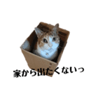 リアル三毛猫ちびの日常つぶやき（個別スタンプ：17）