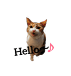 リアル三毛猫ちびの日常つぶやき（個別スタンプ：19）