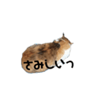 リアル三毛猫ちびの日常つぶやき（個別スタンプ：20）