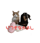 リアル三毛猫ちびの日常つぶやき（個別スタンプ：21）
