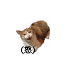 リアル三毛猫ちびの日常つぶやき（個別スタンプ：22）