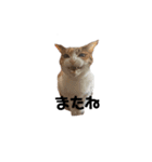 リアル三毛猫ちびの日常つぶやき（個別スタンプ：23）