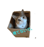 リアル三毛猫ちびの言葉（個別スタンプ：2）