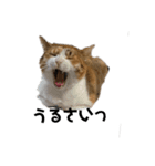 リアル三毛猫ちびの言葉（個別スタンプ：3）