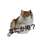 リアル三毛猫ちびの言葉（個別スタンプ：4）