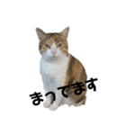 リアル三毛猫ちびの言葉（個別スタンプ：5）