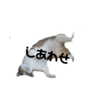 リアル三毛猫ちびの言葉（個別スタンプ：6）