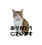 リアル三毛猫ちびの言葉（個別スタンプ：7）