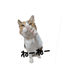 リアル三毛猫ちびの言葉（個別スタンプ：9）